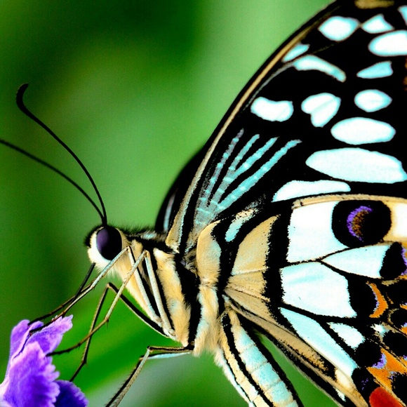 Meet your Posher, Amanda - Picture 1 of 1